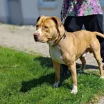 Samson..