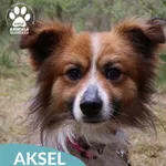 Aksel