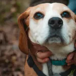Pies do adopcji, Milanówek, 22 maja 2026