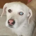 Diego