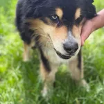 Pies do adopcji, Jelenia Góra, 7 marca 2026