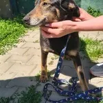 Sissi