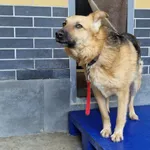 Pies do adopcji, Wrocław, 25 stycznia 2026