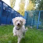 Pies do adopcji, Tychy, 2 maja 2026