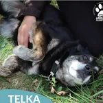 Pies do adopcji, Dąbrówka, 26 maja 2026