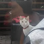 Od kilku dni na moim tarasie pojawia się takie cudo. Niestety trudno jest mi zrobić lepsze zdjęcie. Kotek biały, szary ogon i czerwona obroża. Może ktoś szuka? Kotek aktualnie bytuje na osiedlu na Cyn