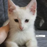 Kaszmirka