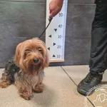 Przyjęty: 2026-05-24 Gmina: Brzeszcze Płeć: Pies Opis: W typ. Yorkshire terrier, stalowo-złote