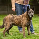 Pies do adopcji, Bełchatów, 26 października 2017