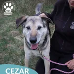 Pies do adopcji, Dąbrówka, 26 maja 2026