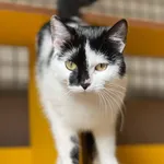 Kot do adopcji, Bydgoszcz, 27 maja 2026