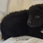 Czosnek