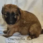 Czarnuszka