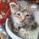 Kot do adopcji, Orzechowce, 28 maja 2026