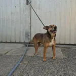 Bartek