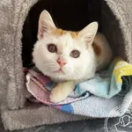 Kot do adopcji, Chełmek, 11 maja 2026