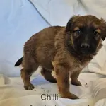 Chilli