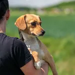 Pies do adopcji, Racławice, 26 maja 2026
