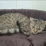 Alina