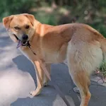 Kolo