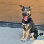 Janka