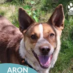 Aron