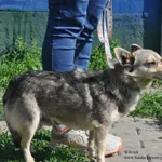 Wilczek