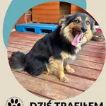 Znaleziono psa, Dąbrówka, 3 czerwca 2026