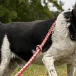 Imię: Dambo Czip: 616093902518465 Płeć: Samiec Wiek: Styczeń 2020 Wielkość: Mały Kastracja/sterylizacja: Tak Inne Psy: Akceptuje towarzystwo suczek i psów Dzieci: W wieku szkolnym Zdrowie: Zdrowy, pos