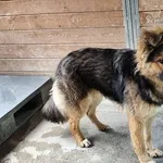Maćko