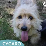 Cygaro