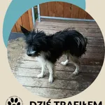 Znaleziono psa, Dąbrówka, 3 czerwca 2026