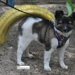 Pies do adopcji, Nowy Dwór Mazowiecki, 7 czerwca 2026
