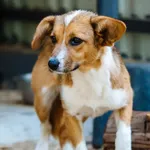 Pies do adopcji, Milanówek, 15 czerwca 2026