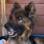 Bubu