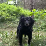Woruś