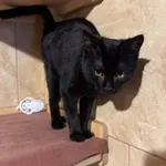Kot do adopcji, Korabiewice, 9 czerwca 2026