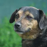 Pies do adopcji, Nowy Dwór Mazowiecki, 8 czerwca 2026