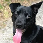 Loki