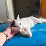 Znaleziono kota, Lublin, 8 czerwca 2026