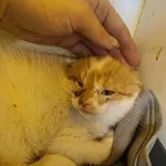 Kotka Puszenka rezerwacja