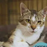 Chochlik