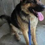 Komo vel Alex
