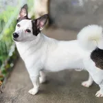 Pies do adopcji, Racibórz, 5 czerwca 2026