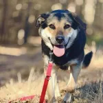 Pies do adopcji, Piła, 22 października 2025