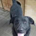 Pluto - zakochany w człowieku LABRADOR mix