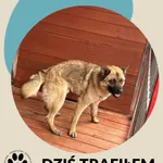 Znaleziono psa, Dąbrówka, 9 czerwca 2026