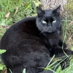 Gucio