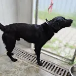 Tornado