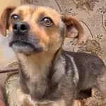 Pies do adopcji, Głowno, 14 czerwca 2026